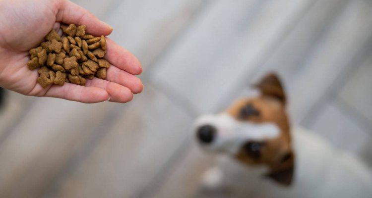 trockenfutter für leberkranke hunde