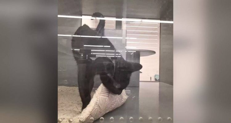 Unfassbar- Katze im Tierheim abgegeben, weil sie „zu gerne kuschelt“