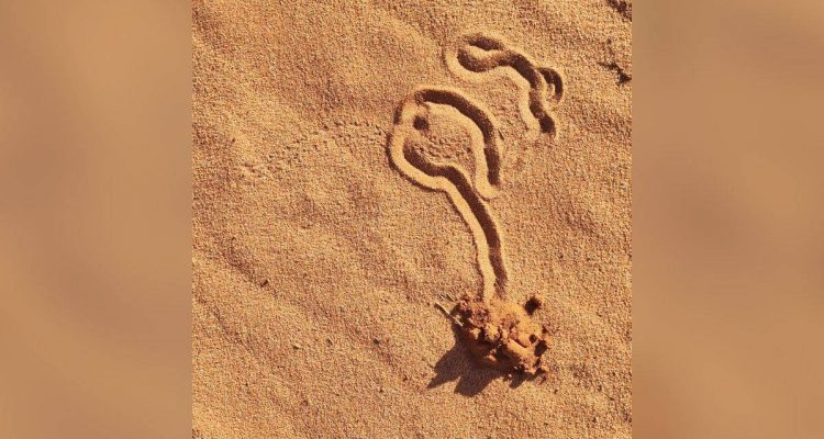 Unfassbare Entdeckung- Das ganze Internet rätselt über diese mysteriösen Spuren im Sand