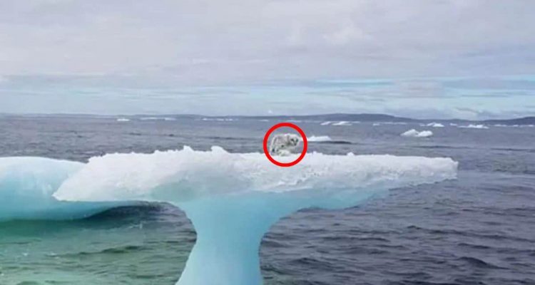 Unfassbare Entdeckung: Seeleute trauen ihren Augen kaum, als sie dieses Tier auf dem Eisberg finden
