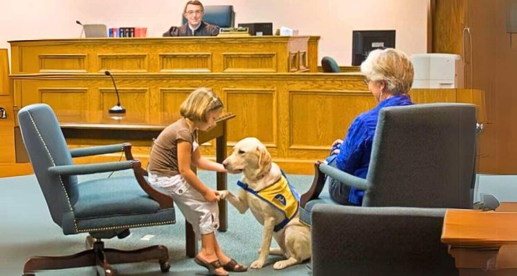 Ungewöhnlicher Anblick- Hunde im Gerichtssaal - was die Fellnasen dort tun, lässt Herzen schmelzen