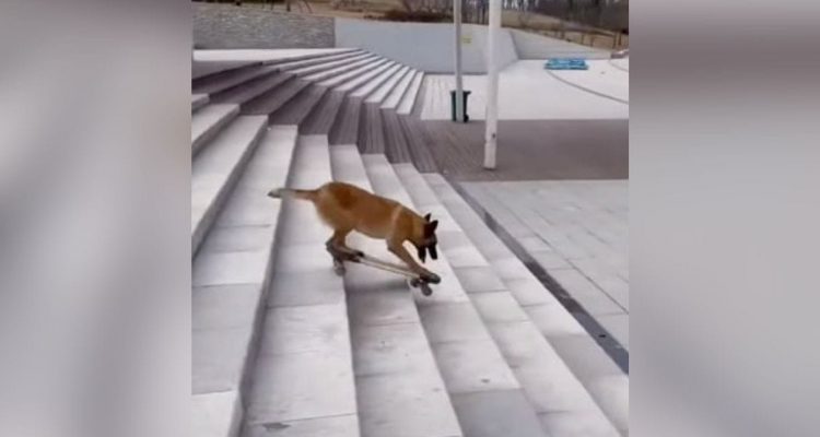 Unglaubliches Video- Dieser Hund fährt besser Skateboard als ein Mensch!