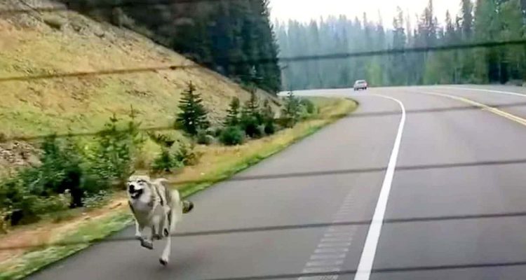 Unglaubliches Video geht um die Welt- Familie filmt Wolf, der ihrem Auto hinterherjagt
