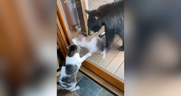 Unglaubliches Video geht um die Welt- Haus-Katze vertreibt riesigen Bär von der Terrasse