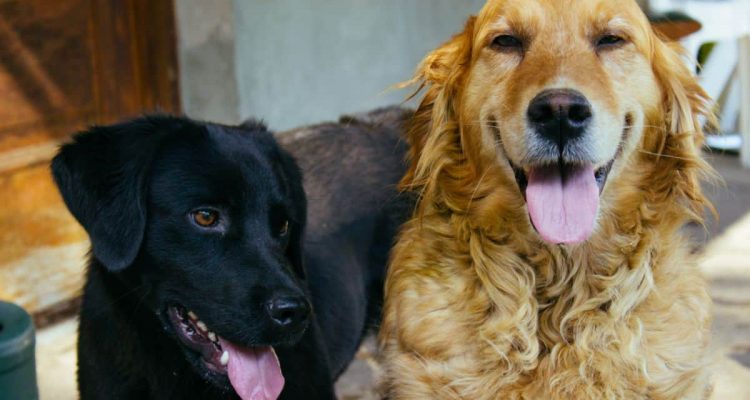 unterschied labrador und golden retriever, labrador vs golden retriever