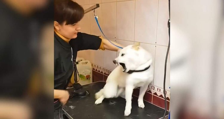 Verängstigter Hund schnappt nach Hunde-Friseurin- Unglaublich, was die Frau dann mit ihm macht