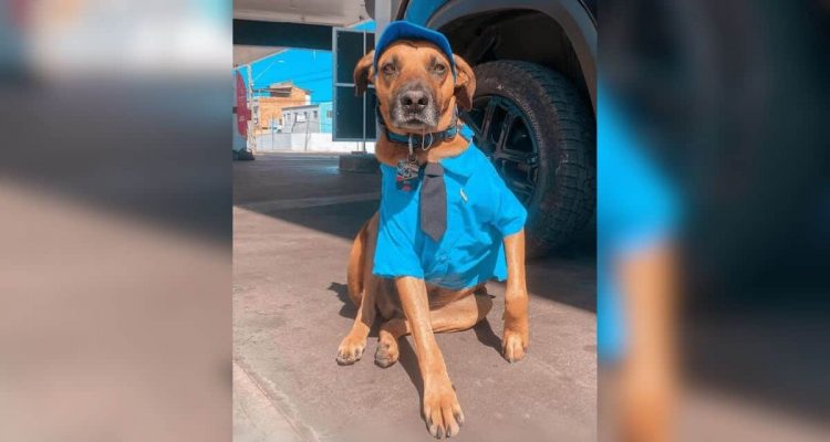 Hund arbeitet an der Tankstelle - wie es dazu kam, rührt die ganze Welt zu Tränen