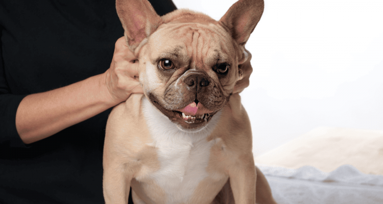 vestibularsyndrom hund übungen