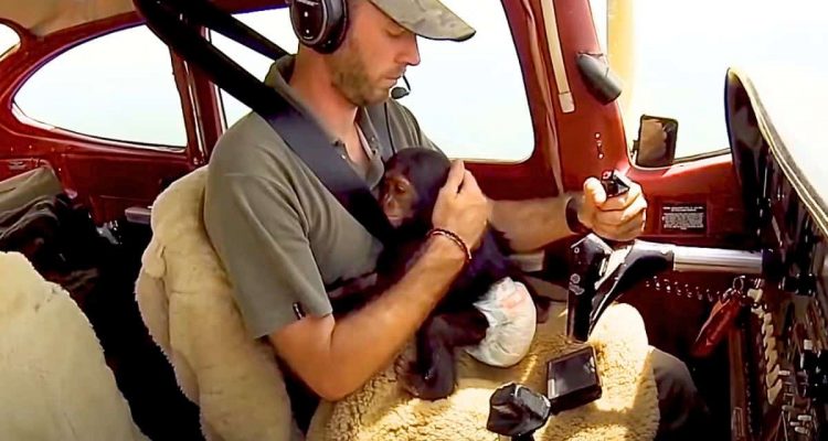 Baby-Schimpanse hat Angst vorm Fliegen - wie der Pilot ihn beruhigt, rührt zu Tränen