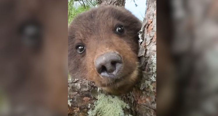 Von Hunden gejagt- Baby-Bär sitzt 2 Tage verängstigt im Baum - was dann folgt, ist herzergreifend