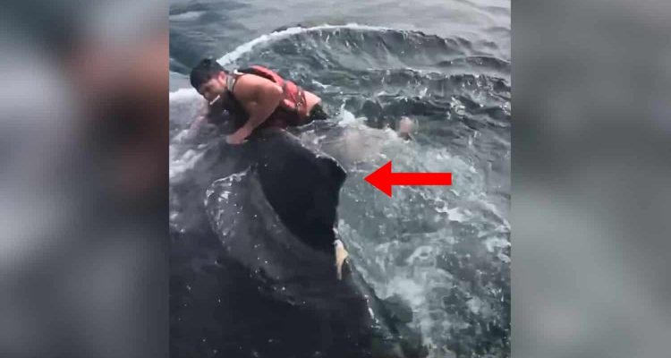 Bootsfahrer entdeckt Seil im Wasser- Als er sieht, wer daran hängt, handelt er sofort