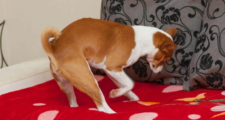 warum buddeln hunde auf dem sofa