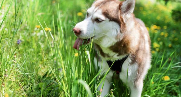 warum fressen hunde gras