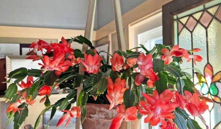 how-to-make-a-christmas-cactus-bloom