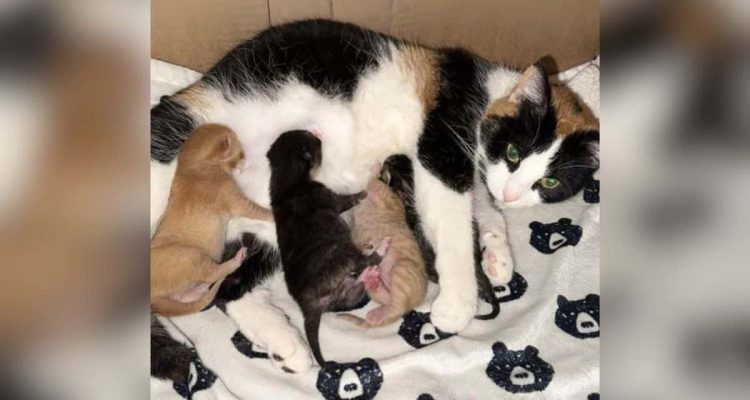 Wie diese Katzen-Mama auf verwaiste Katzen-Babys reagiert, lässt Herzen höher schlagen