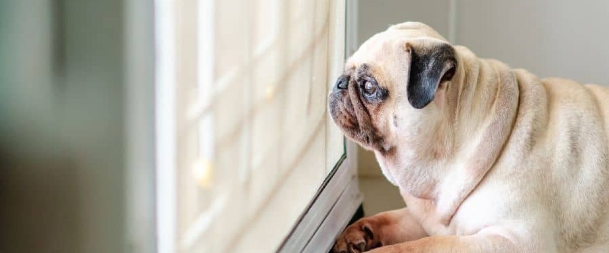 Wie lange trauert ein Hund bei Besitzerwechsel? (Ratgeber)