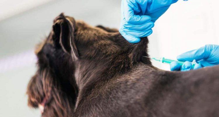 wie oft muss ein hund geimpft werden