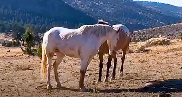 Mustang-Hengst trifft seine geliebte Stute wieder - seine Reaktion ist herzergreifend-1