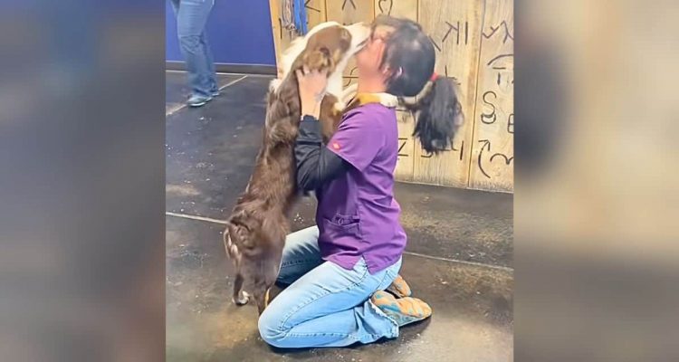 Hund nach Wochen mit Frauchen wiedervereint- Seine Reaktion bringt alle zum Weinen