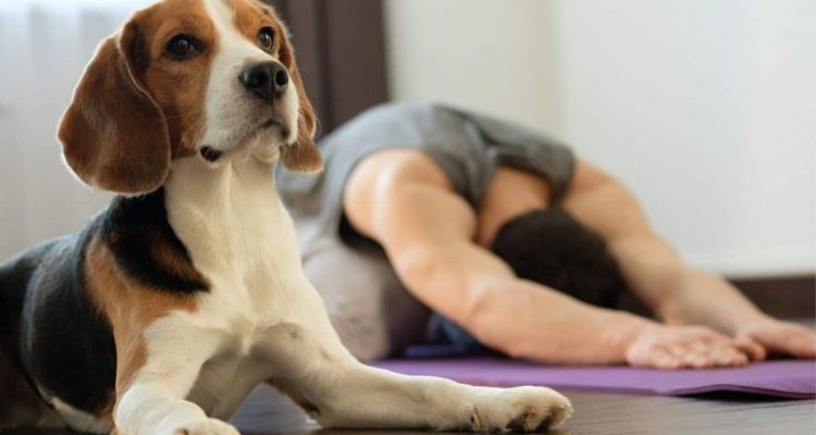 yoga mit hund