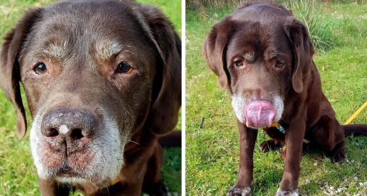 Zuckersüßer Hunde-Opi braucht neues Zuhause Wer nimmt Labrador Bobby auf