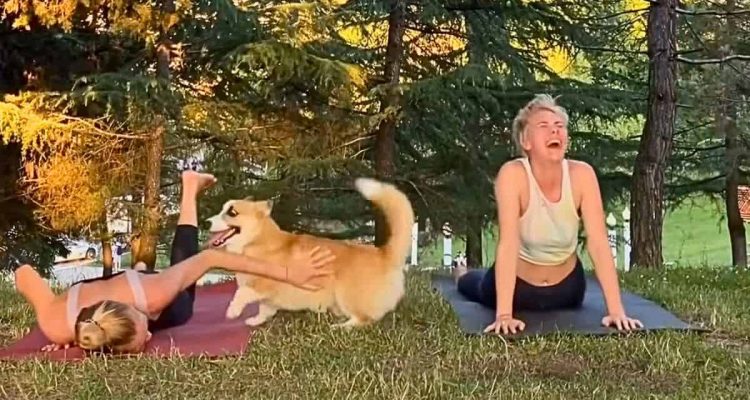 Hund entdeckt Frauen beim Yoga - was er dann tut, sorgt für heftigen Lachmuskelkater