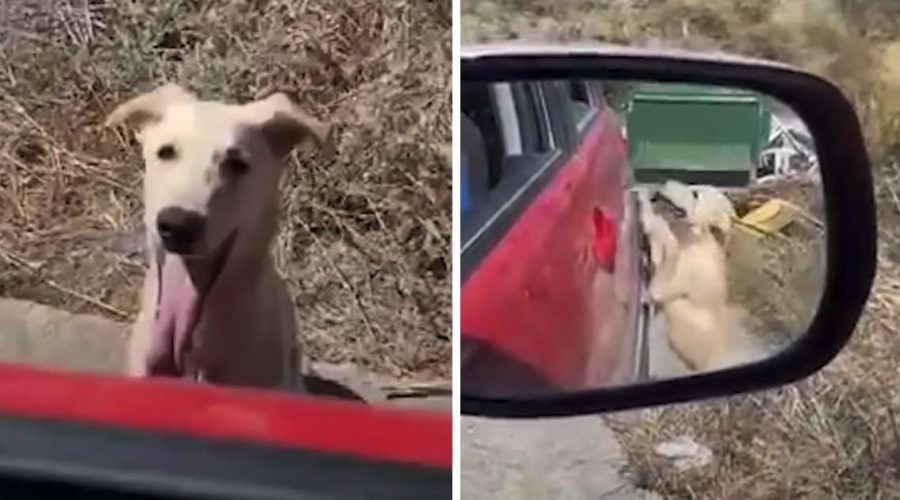 „Er flehte um Hilfe“ Straßenhund bettelt, ins Auto zu dürfen – das Video rührt zu Tränen