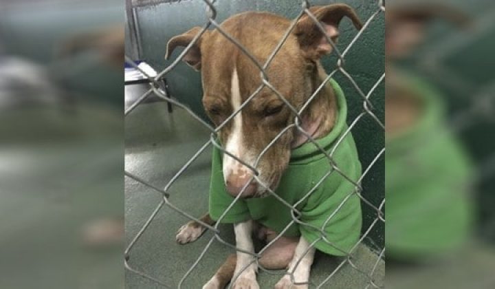„Er sollte sterben“ Hund trägt süßen Strickpulli, um adoptiert zu werden – dann passiert ein Wunder