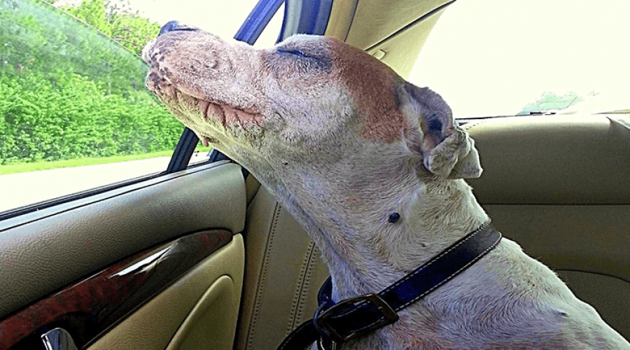 „Noch einmal Autofahren“ Mädchen erfüllt todkrankem Hund letzten Wunsch – das Foto rührt zu Tränen