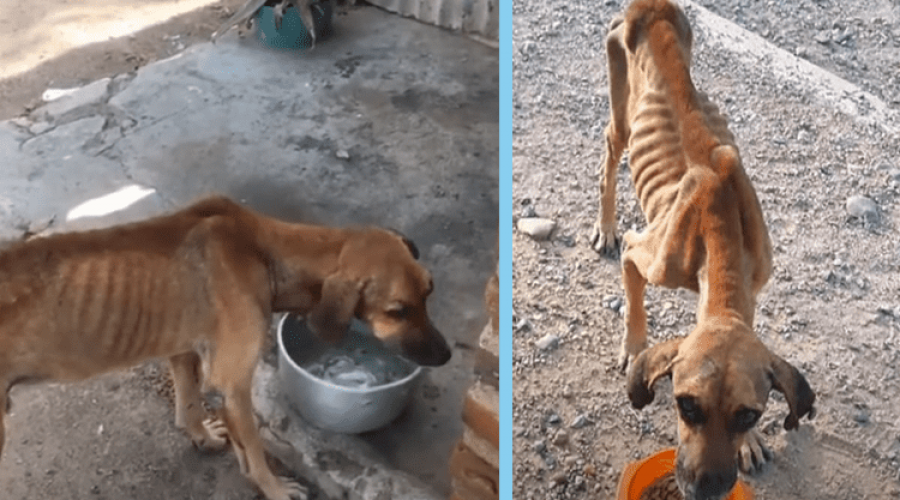 „Nur noch Haut und Knochen“ – Wie sich dieser Hund zurück ins Leben kämpft, rührt Tausende zu Tränen