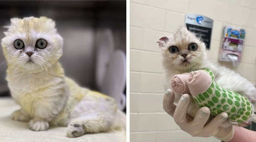 „So etwas haben wir noch nie gesehen“ Katze mit mysteriöser Krankheit kämpft sich zurück ins Leben