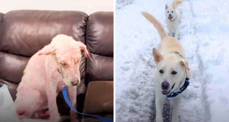 „Traurigster Hund, den ich je gesehen habe“: Wie er sich bei neuer Familie verändert, rührt zutiefst