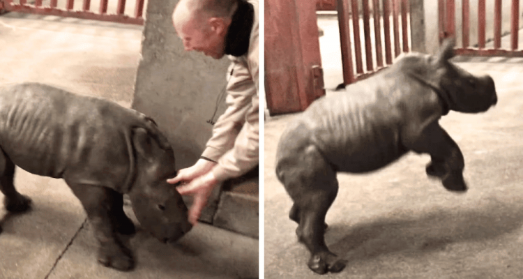„Wie ein aufgeregter Hund“: So bringt ein verspieltes Baby-Nashorn alle Herzen zum Schmelzen